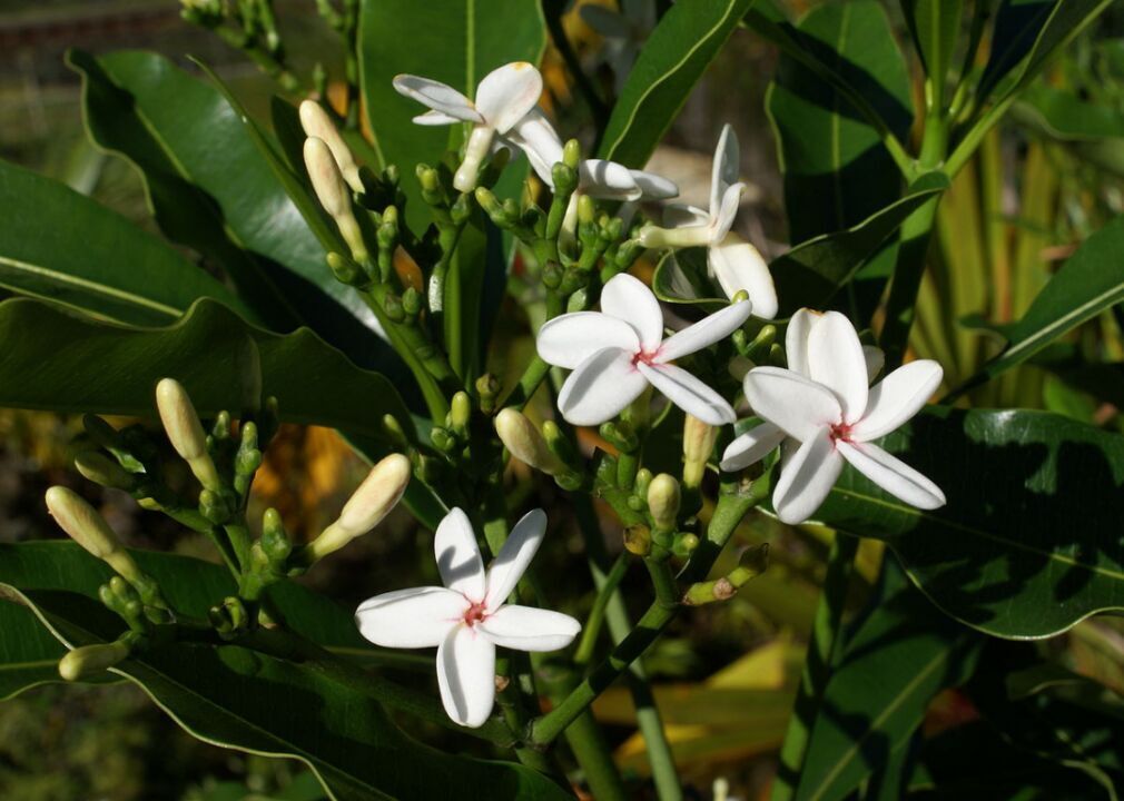Hawaii yellowwood